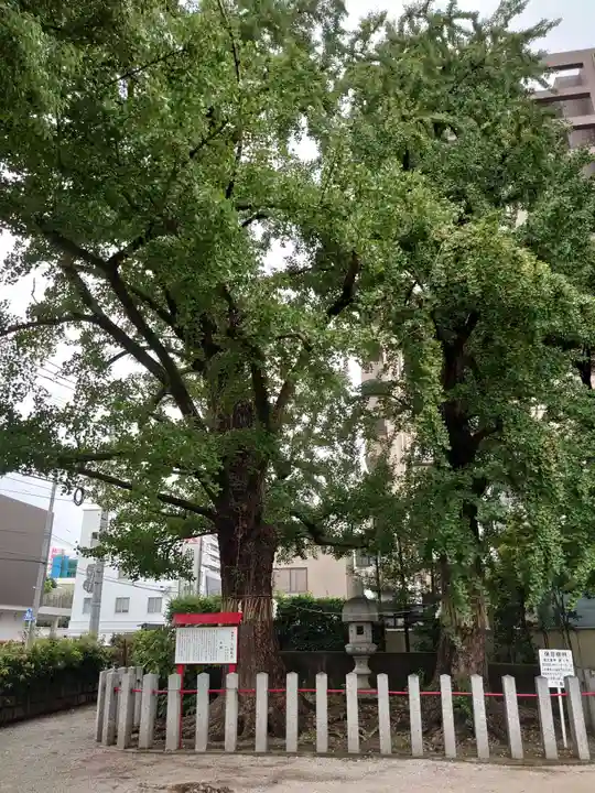 久留米宗社 日吉神社の自然