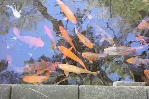 西新井大師総持寺の動物