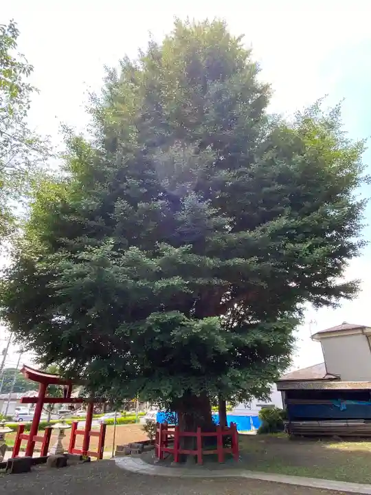 東中野熊野神社(東京都)