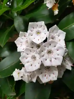 妙法寺(東京都)