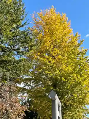 阿佐ヶ谷神明宮(東京都)