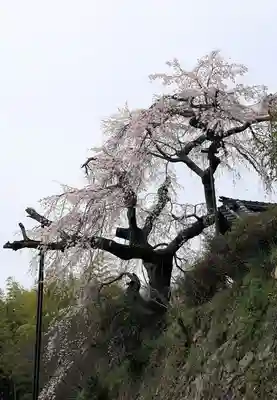 地蔵院(京都府)