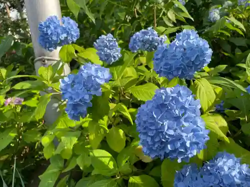 白山神社の自然