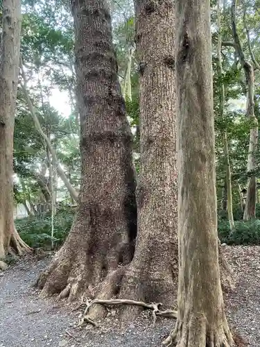 伊雜宮（皇大神宮別宮）の自然
