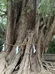 峯ヶ岡八幡神社(埼玉県)