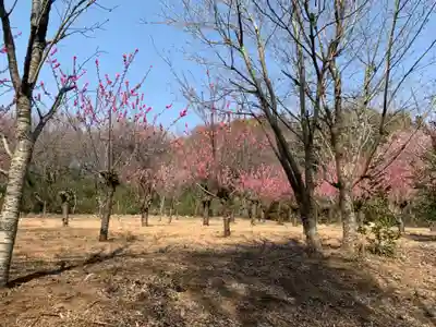 八幡神社の自然