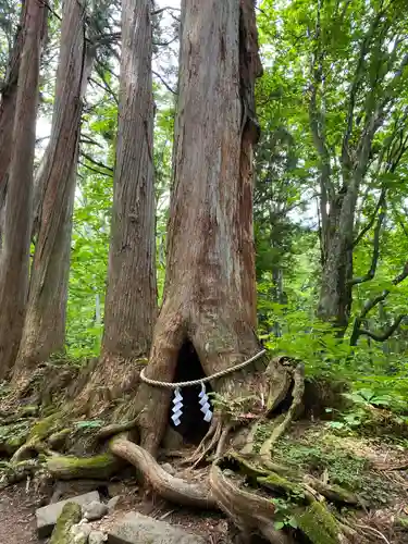 戸隠神社奥社(長野県)