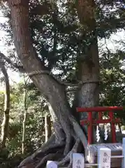 大鷲神社の自然