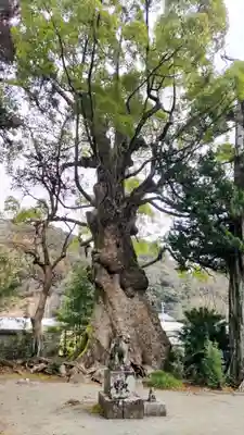 川津来宮神社(静岡県)