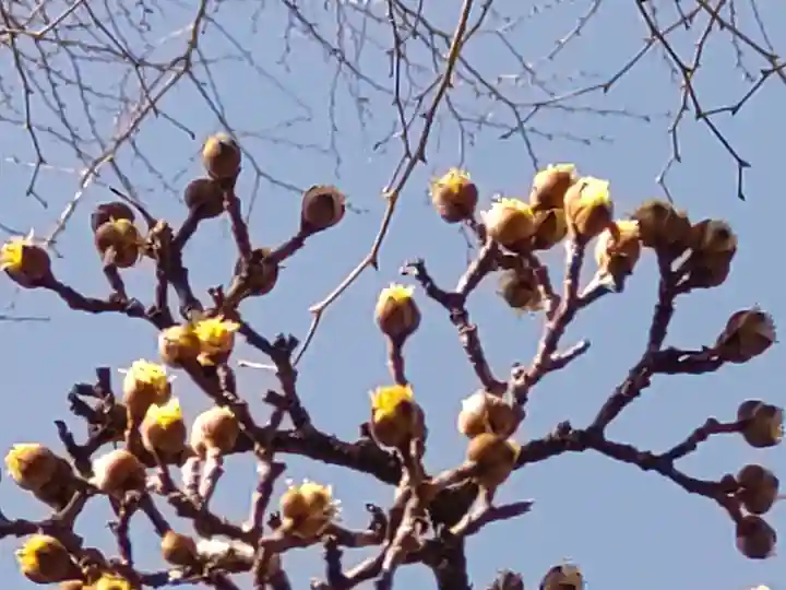 町田天満宮の自然