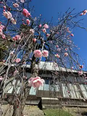 延命寺の御朱印