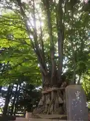 美幌神社の自然