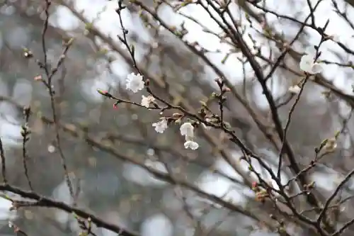 開成山大神宮の自然