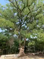 丸亀春日神社の自然