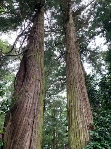 向田神社の自然