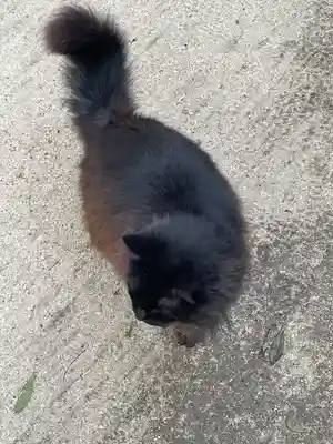 八幡奈多宮の動物