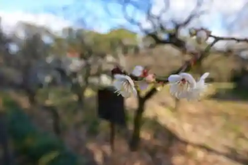 道明寺天満宮の自然