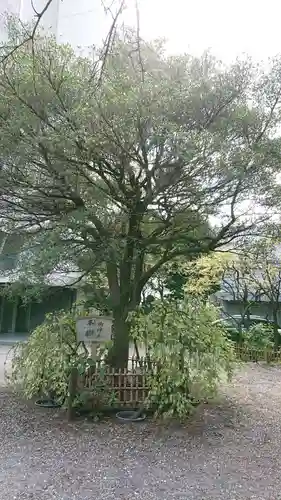 牛天神北野神社の自然