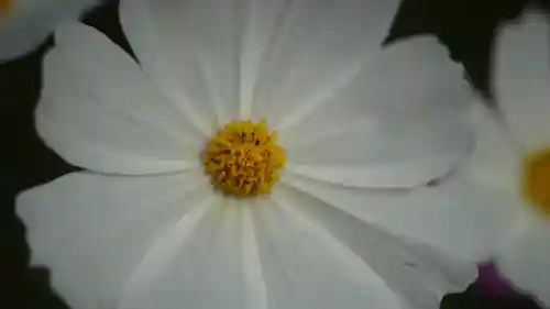 般若寺 ❁﻿コスモス寺❁(奈良県)