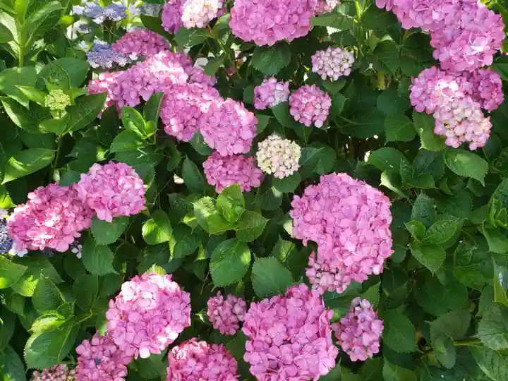 佐野神社の自然