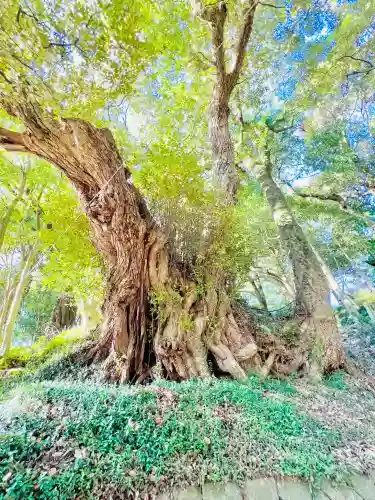 西明寺の{uncategorized: "未分類", other: "その他", undefined: "問題あり", building: "その他建物", grave: "お墓", sacred_gate: "鳥居", guardian: "狛犬", statue: "像", buddha: "仏像", history: "歴史", nature: "自然", garden: "庭園", animal: "動物", pagoda: "塔", temizu: "手水舎", mountain_gate: "山門・神門", sanctuary: "本殿・本堂", subordinate: "末社・摂社", art: "芸術", scenery: "景色", jizo: "地蔵", ema: "絵馬", goshuin: "御朱印", omikuji: "おみくじ", items: "授与品その他", amulet: "お守り", goshuincho: "御朱印帳", eats: "食事", festival: "お祭り", votive_dance: "神楽", shichigosan: "七五三参", wedding: "結婚式", experience: "体験その他", initially: "初詣", around: "周辺", anti_infection: "感染症対策"}