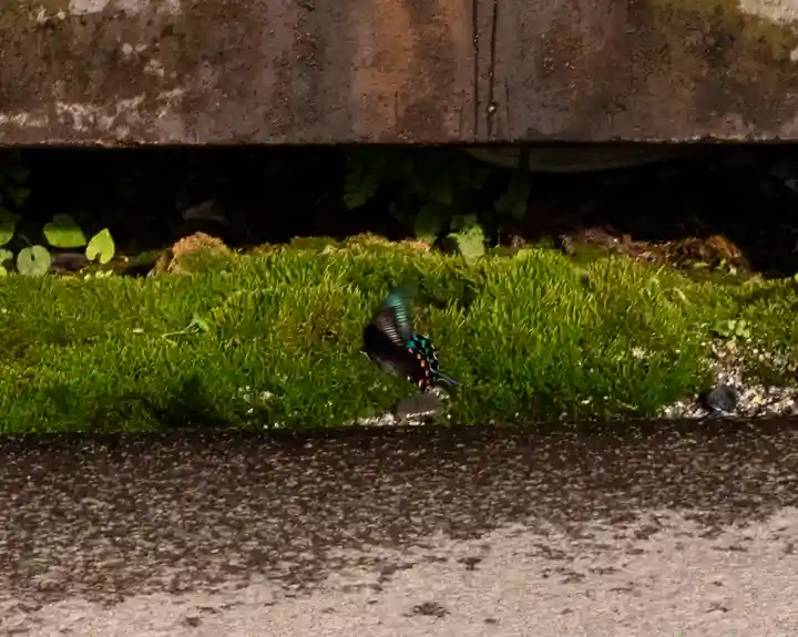 諏訪大社(長野県)