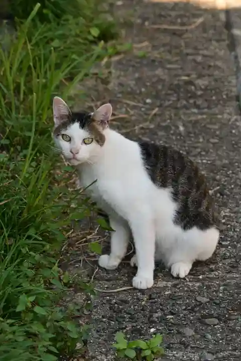 伊吹八幡神社(香川県)