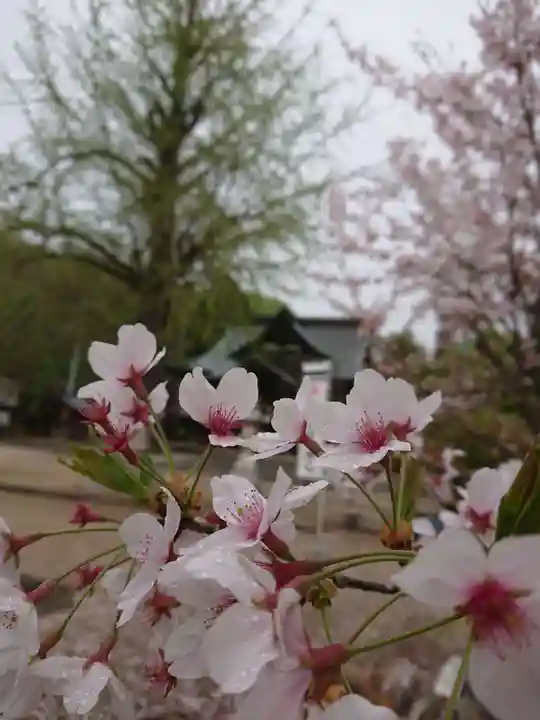 賀羅加波神社の自然