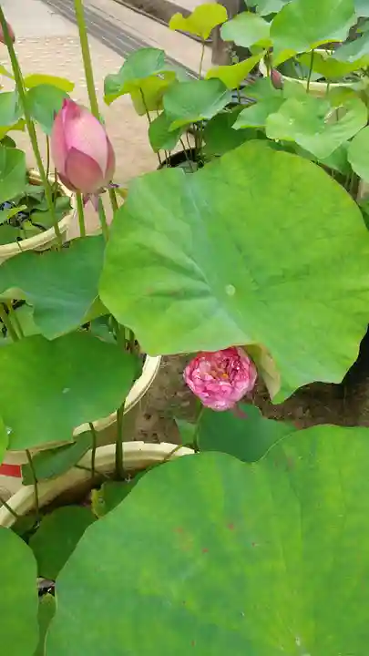 本土寺(千葉県)