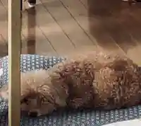 伊勢の国 四天王寺の動物