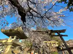 山家神社の自然