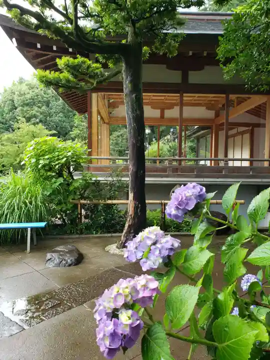 鳩森八幡神社の自然