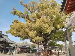 百舌鳥八幡宮の建物その他