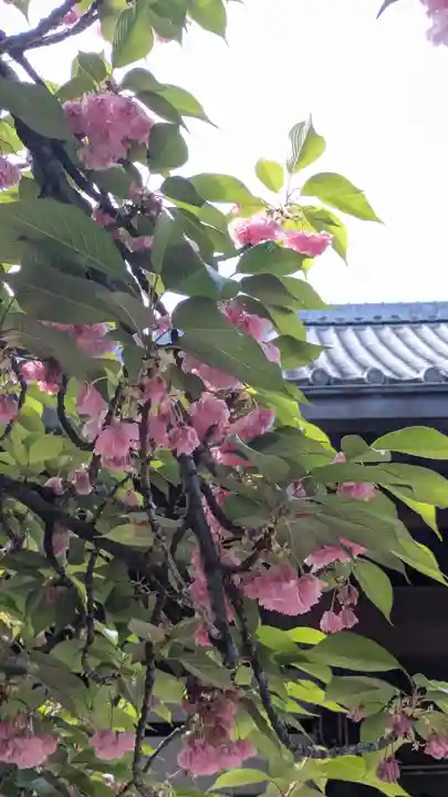 墨染寺(桜寺)(京都府)