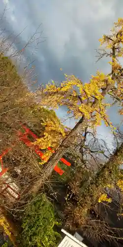 賀茂御祖神社（下鴨神社）の鳥居