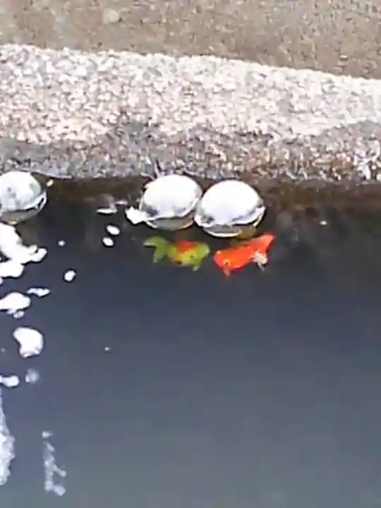 大鏑神社の手水舎
