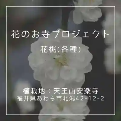 天王山 安楽寺(福井県)