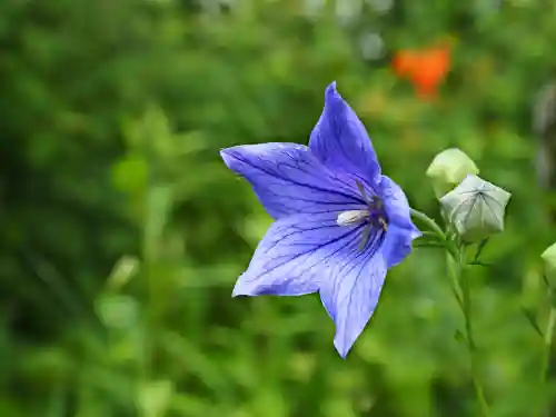 一宮神社の自然