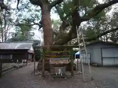 箕曲中松原神社の自然