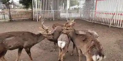 相州春日神社(神奈川県)