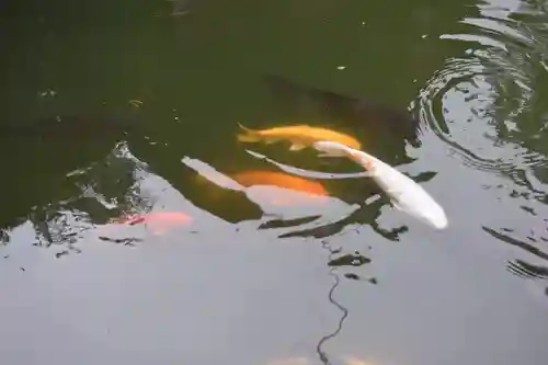妙義神社の動物