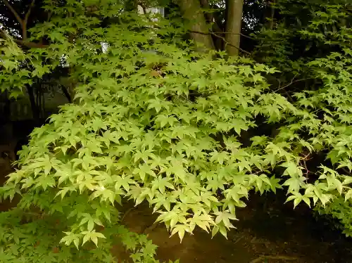 青蓮院門跡の自然