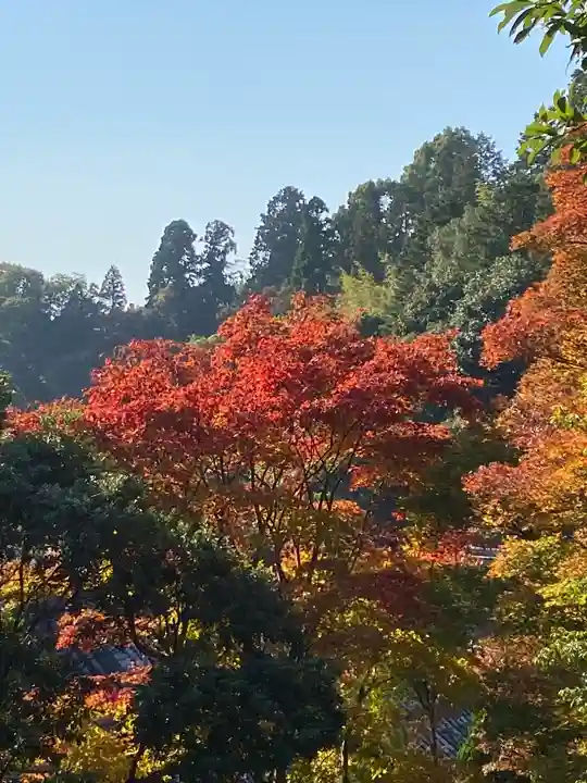 柳谷観音 楊谷寺(京都府)