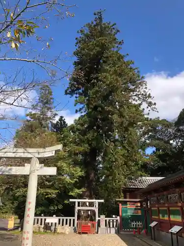 大杉神社の鳥居