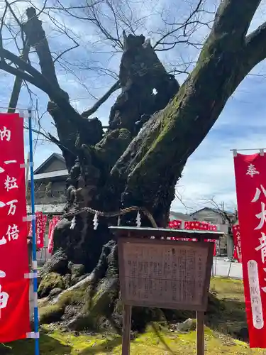 秩父今宮神社(埼玉県)