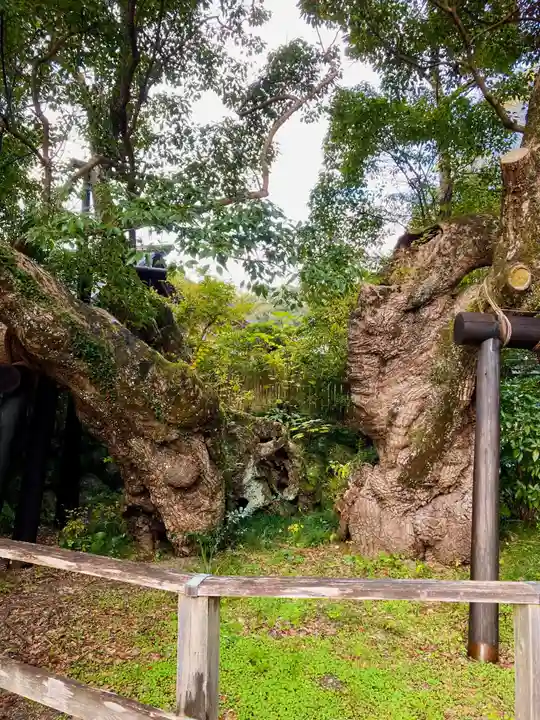 伊勢神宮外宮(豊受大神宮)の自然