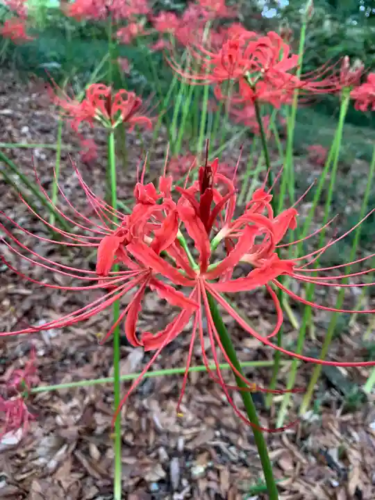 胸形神社(栃木県)