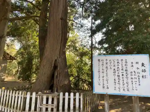鎌数伊勢大神宮の自然
