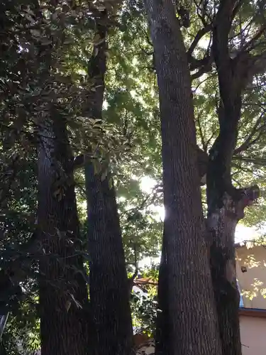 渋谷氷川神社の自然