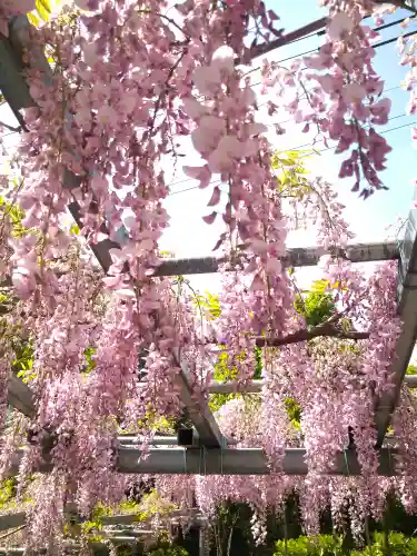 阿智神社の自然